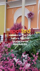 Hanami in the City, Sakura Festival, Okada Manila