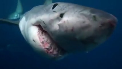 ¿Qué Se Puede Comer a un Tiburón Blanco? Los Depredadores del Rey del Océano