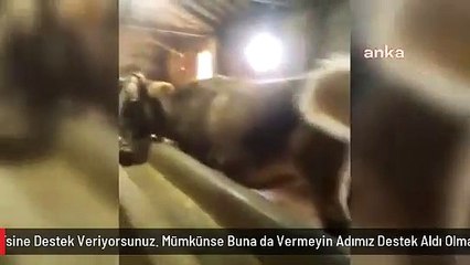 Çorumlu Çiftçiden Bakan Kirişci'ye: "5 Buzağıdan 2'sine Destek Veriyorsunuz. Mümkünse Buna da Vermeyin Adımız Destek Aldı Olmasın"