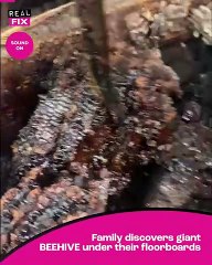 Couple find 6ft beehive under house
