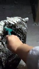 Raking Snow Off a Big Bear