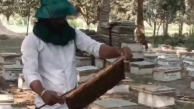 कटिहार: मधुमक्खी पालन सेे किसान को नहीं मिल रहा मुनाफा, बिचौलिया के डंक से परेशान