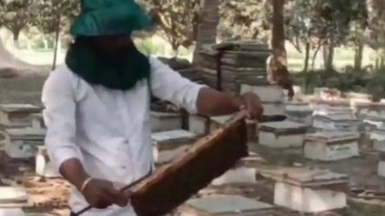 कटिहार: मधुमक्खी पालन सेे किसान को नहीं मिल रहा मुनाफा, बिचौलिया के डंक से परेशान