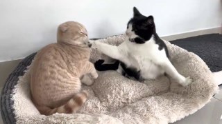 Cats are playing - Kitten Interrupts Kneading Cat