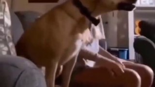 Funniest Animals  - Best Of The 2023 Funny Animal Videos  - Cutest Animals Ever