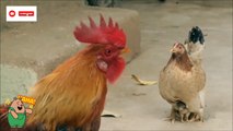 मुर्गा & मुर्गी लड़ाई  | Cock & hen fighting sence | Couple fighting sence 
