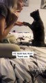 Talented cat shows off her impressive tricks