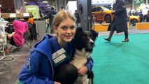 We meet some incredible dog owners at Crufts 2023, The World's biggest dog show.