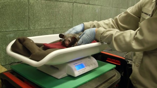 Aye Aye Weight Check Up! You Have To See It To Believe It