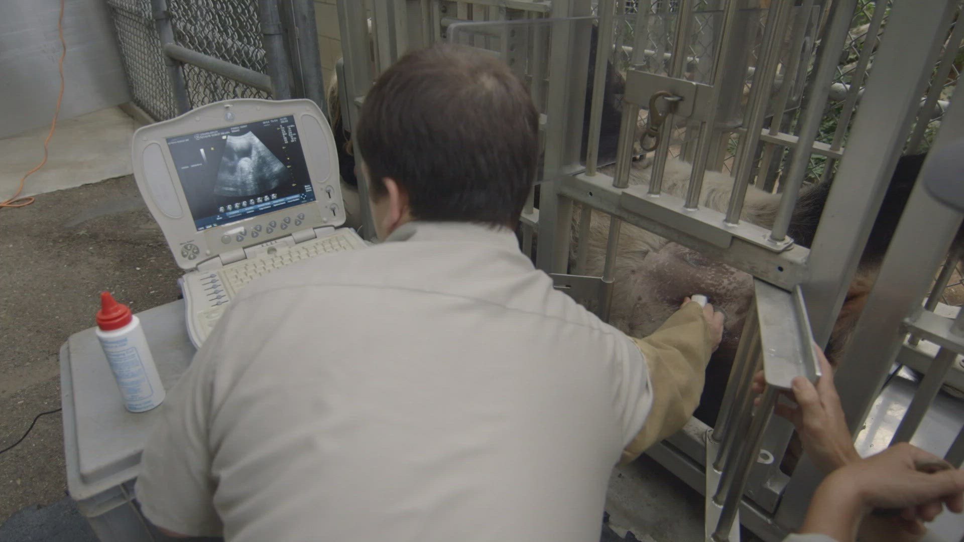⁣Panda Ultrasound Explained: Do Pandas Have Pseudo-Pregnancies?
