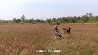 Rooster Shows The Eagle Who’s The Boss 2023