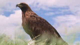 CASCAVEL VS AGUIA REAL - QUEM VENCE ESSA LUTA - Rattlesnake vs Golden Eagle 2023