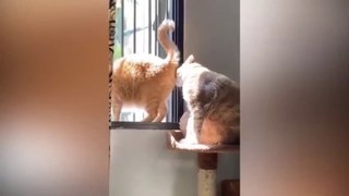 Funny Animal Videos (2023) Funniest Cats And Dogs Video (HD)