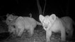 Au Sénégal, une vidéo de trois lionceaux nourrit l’espoir de relancer une espèce décimée