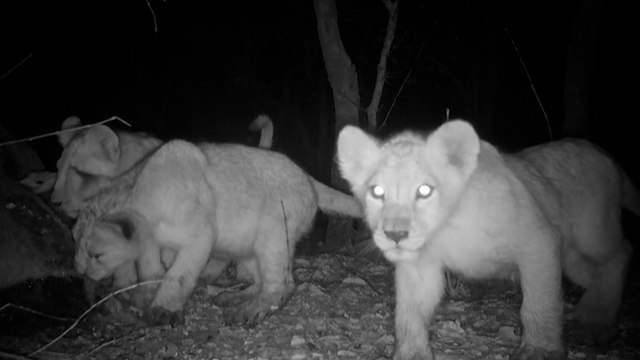 Au Sénégal, une vidéo de trois lionceaux nourrit l’espoir de relancer une espèce décimée