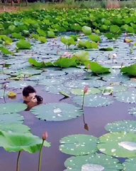 Man Filming a Little Frog Relaxing on a Leaf