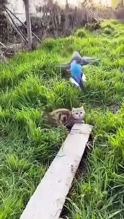 A Kitten Fighting with a Bird