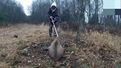 Man Playing with a Dangerous Animal