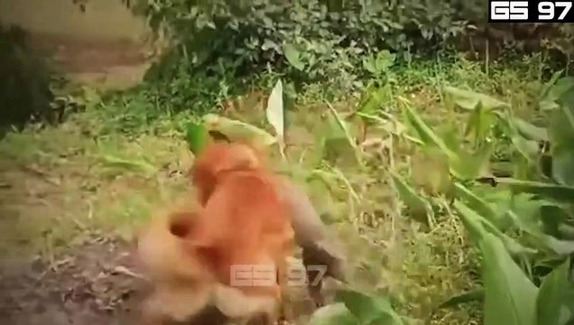 50 CRAZIEST ANIMALS FIGHTING CAUGHT ON CAMERA! ...Best wild animals fighting 2023 (7)