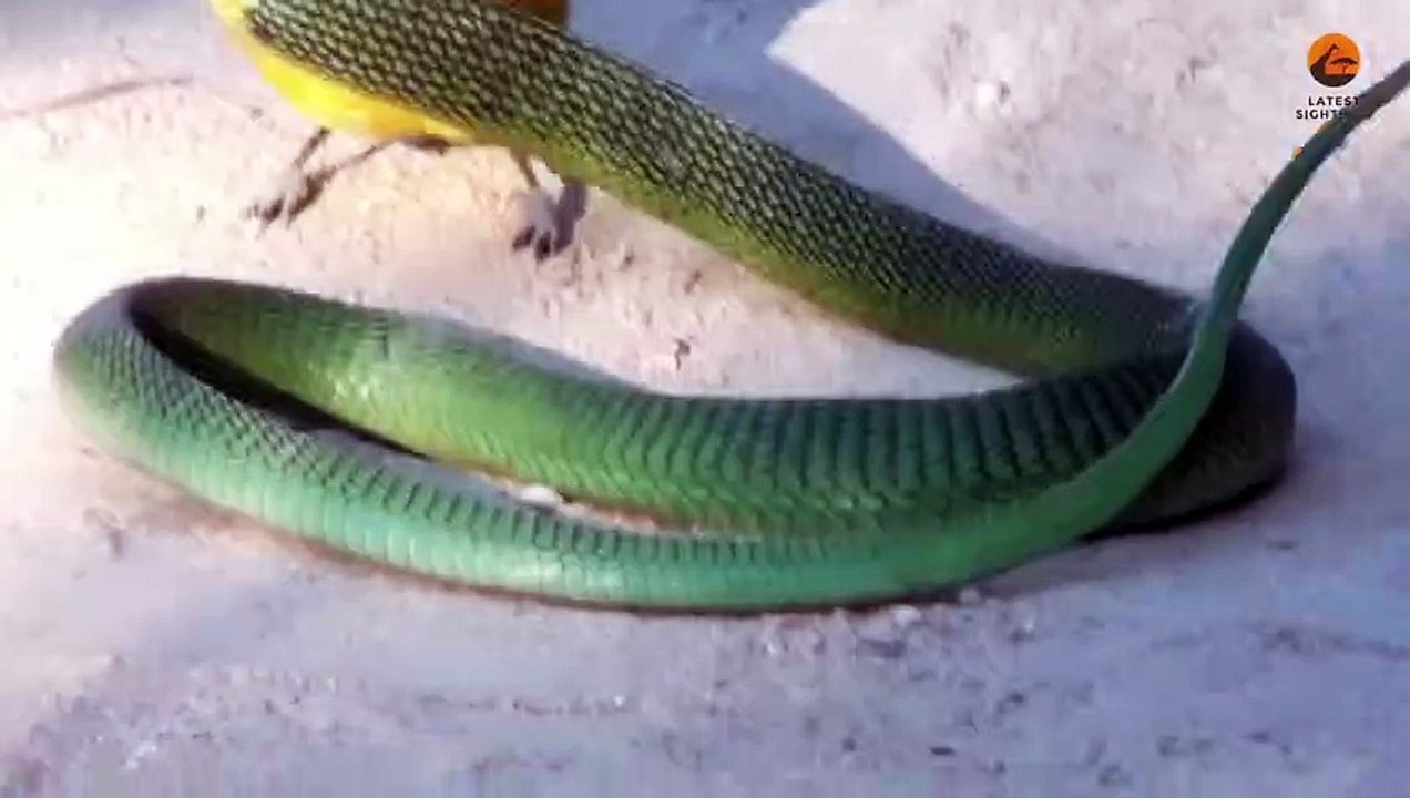 Bird Rips Snake’s Eyes Out as it Tries to Escape