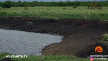 Crocodile Catches Cheetah