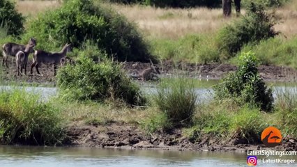 Crocodile Gives Waterbuck a Second Chance