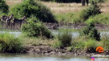 Crocodile Gives Waterbuck a Second Chance