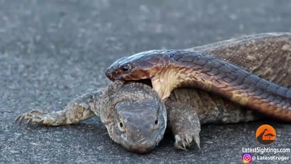 Cobra Snake Tries to Hunt Monitor Lizard