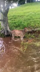 Group of Friends Rescues Cow From Lake