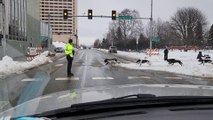 Traffic Stopped for Dog Sledding Race