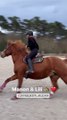 Ce mercredi 8 mars, Laure Manaudou a publié une vidéo dans sa story sur laquelle on peut voir Manon sur son cheval, LiliManon, la fille de Laure Manaudou et son cheval, Lili