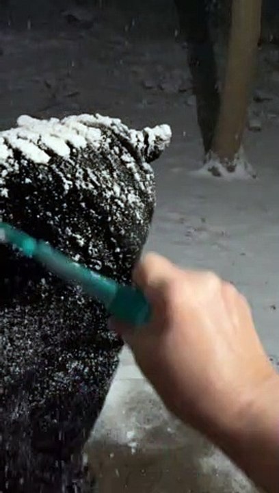 Raking Snow Off a Big Bear