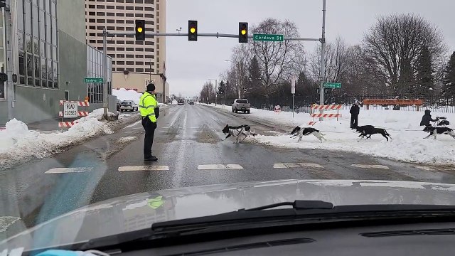 Traffic Stopped for Dog Sledding Race