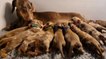 Seeing This Many Puppies At Once Is Insane! Introducing This 10-Puppy Litter to the World