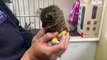 Kittens rescued from bushfire near Hill End | March 10, 2023 | Western Advocate