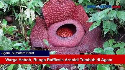 Warga Heboh, Bunga Rafflesia Arnoldi Tumbuh di Agam