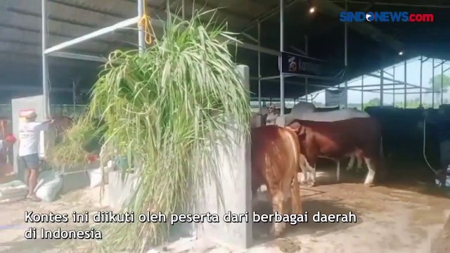Meriah, Lomba Kontes Sapi di Karawang Diikuti Ratusan Peserta