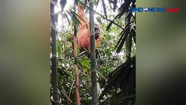 Hindari Konflik dengan Warga, Orangutan Ditangkap dan Diserahkan ke BKSDA