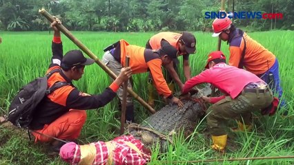 Buaya Raksasa Lepas ke Area Persawahan Akibat Tembok Kandangnya Ambrol di Jepara
