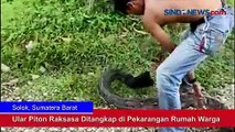 Ular Piton Raksasa Ditangkap di Pekarangan Rumah Warga di Solok, Begini Penangkapannya