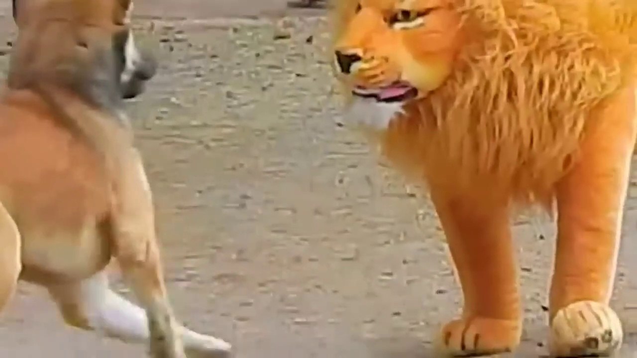 Troll Prank Dog Funny & fake Lion and Fake Tiger Prank To dog & Huge Box Prank to dog