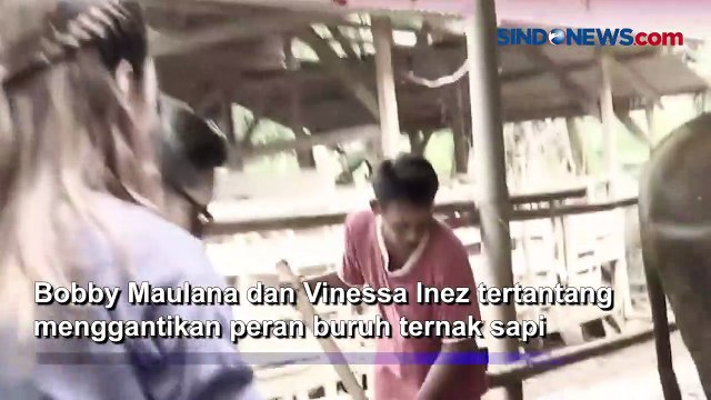 Detik-Detik Bobby Maulana dan Vinessa Inez Nyaris Pingsan Gegara Urus Sapi