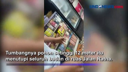 Hujan Deras dan Angin Kencang, Pohon Setinggi 12 Meter Tumbang