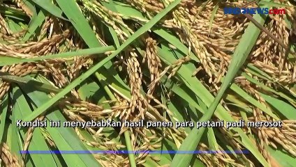 Sungai Bengawan Solo Meluap, Petani di Tuban Memanen Padi Lebih Awal