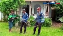 Petugas Damkar Tangkap Ular King Kobra Sepanjang 2 Meter di Banten