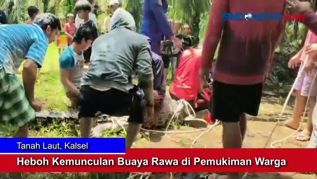 Heboh Kemunculan Buaya Rawa di Pemukiman Warga Tanah Laut