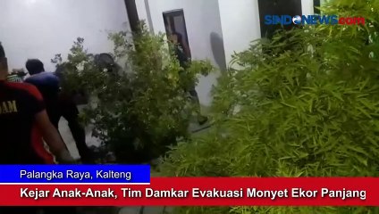 Kejar Anak-Anak, Tim Damkar Evakuasi Monyet Ekor Panjang di Palangka Raya