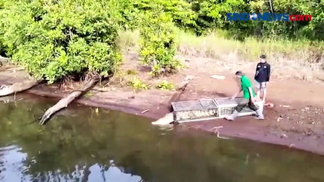 BKSDA Sulsel Lepasliarkan Buaya Muara Raksasa yang Berkeliaran di Kawasan Bandara Sultan Hasanuddin
