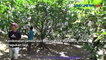 Petani di Aceh Singkil Raup Cuan Hingga Puluhan Juta dari Kebun Jambu Madu
