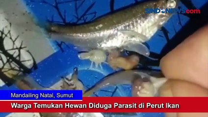 Warga Temukan Hewan Diduga Parasit di Perut Ikan di Mandailing Natal
